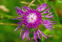 Deve Dikeni Çayının Faydaları ve Yan Etkileri?