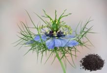 Çörek Otunun Faydaları