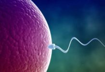 Tüp Bebekte Embriyo Kalitesi