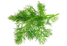 Dereotunun Faydaları Nelerdir