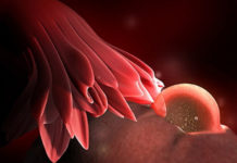 Hamilelik Dönemi 1.Hafta