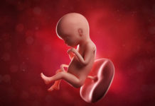 Hamilelik Dönemi 12.Hafta