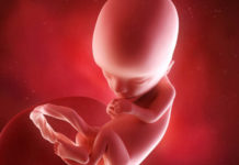 Hamilelik Dönemi 13.Hafta