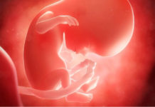 Hamilelik Dönemi 14.Hafta