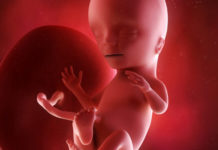 Hamilelik Dönemi 15.Hafta