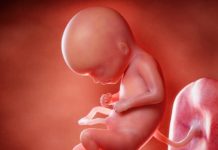 Hamilelik Dönemi 17.Hafta