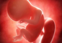 Hamilelik Dönemi 20.Hafta