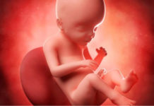 Hamilelik Dönemi 23.Hafta