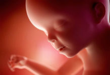 Hamilelik Dönemi 24.Hafta