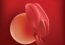 Hamilelik Dönemi 3.Hafta