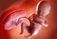 Hamilelik Dönemi 31.Hafta