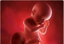 Hamilelik Dönemi 33.Hafta