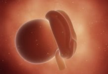 Hamilelik Dönemi 4.Hafta