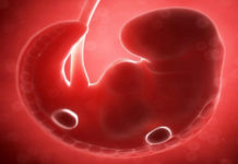 Hamilelik Dönemi 5.Hafta