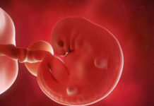 Hamilelik Dönemi 6.Hafta