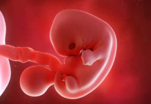 Hamilelik Dönemi 7.Hafta