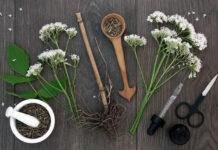 Kedi Otu Nedir Ne İşe Yarar